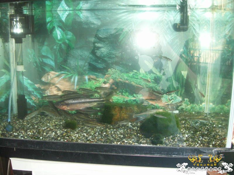 收藏的原生鱼图集锦⑵  [15P]