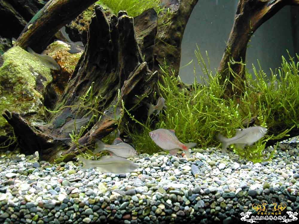 收藏的原生鱼图集锦⑵  [15P]