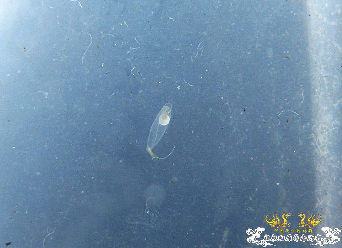 褐吻虾虎产卵啦（更新孵化第四天）