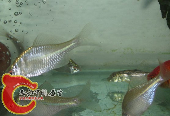 漂亮
