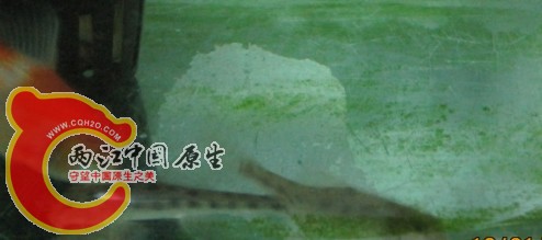 帮花！