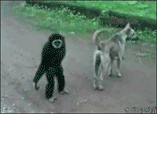 未命名.gif
