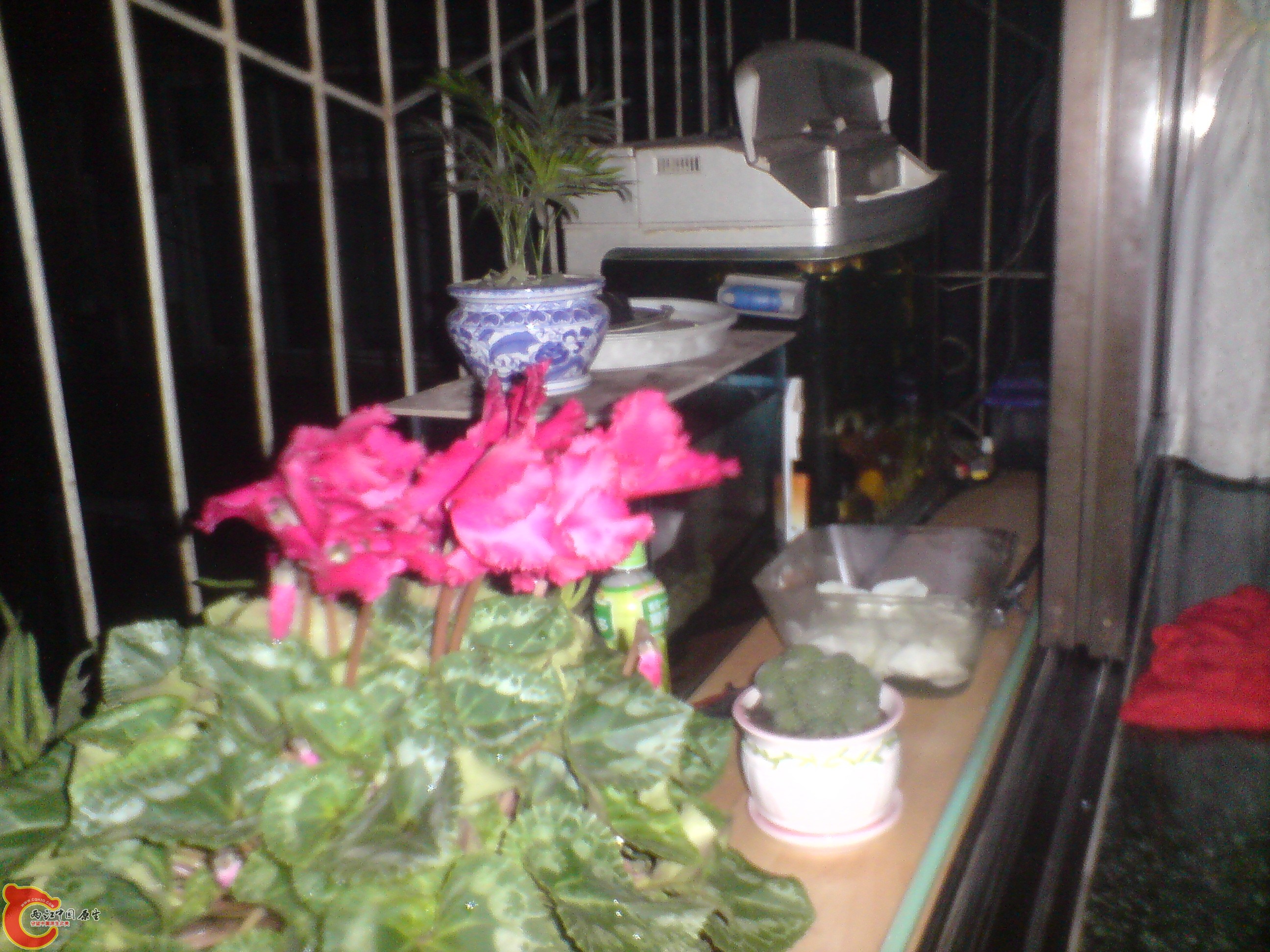 DSC00856.JPG