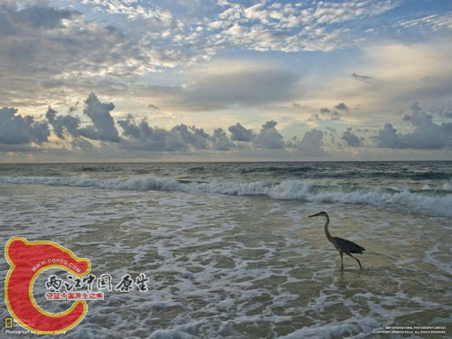 橙色海滩的苍鹭