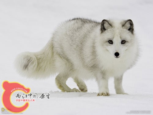 白雪中的北极狐