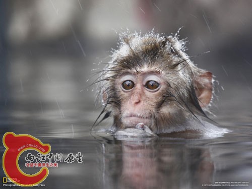 温泉里的雪猴