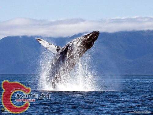 座头鲸，阿拉斯加.jpg
