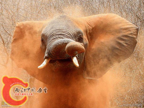 大象尘浴.jpg