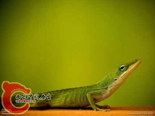 蜥蜴.jpg