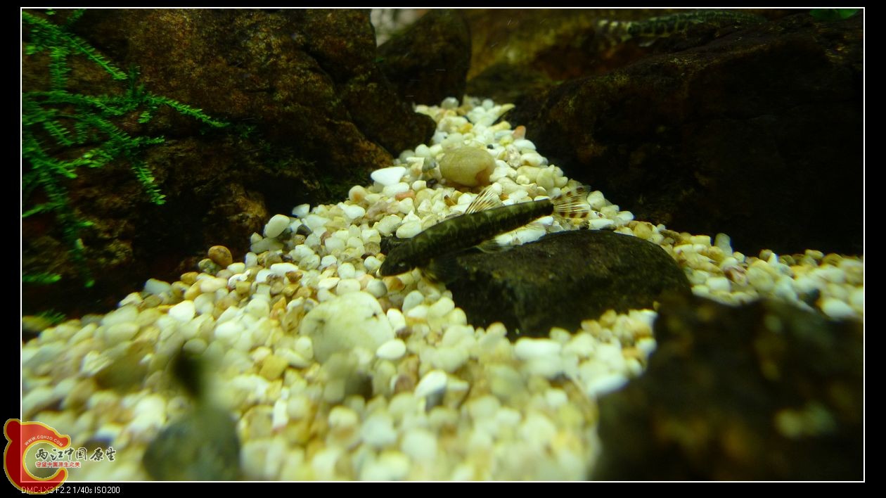 珠海产拟平鳅