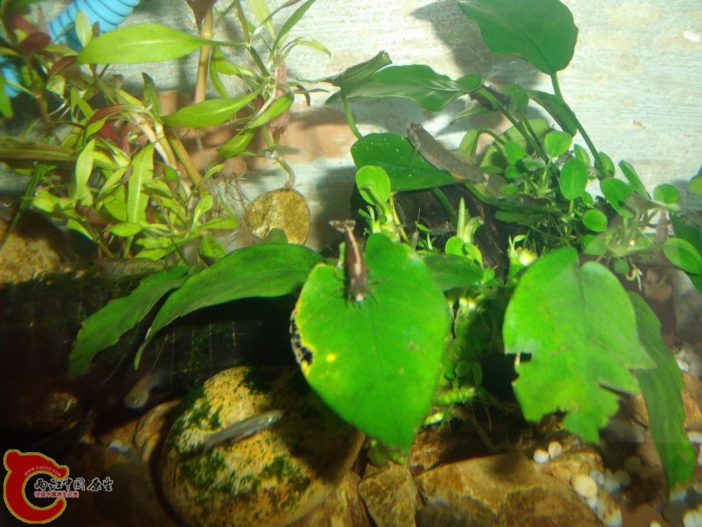 调整大小 DSCF4468.jpg