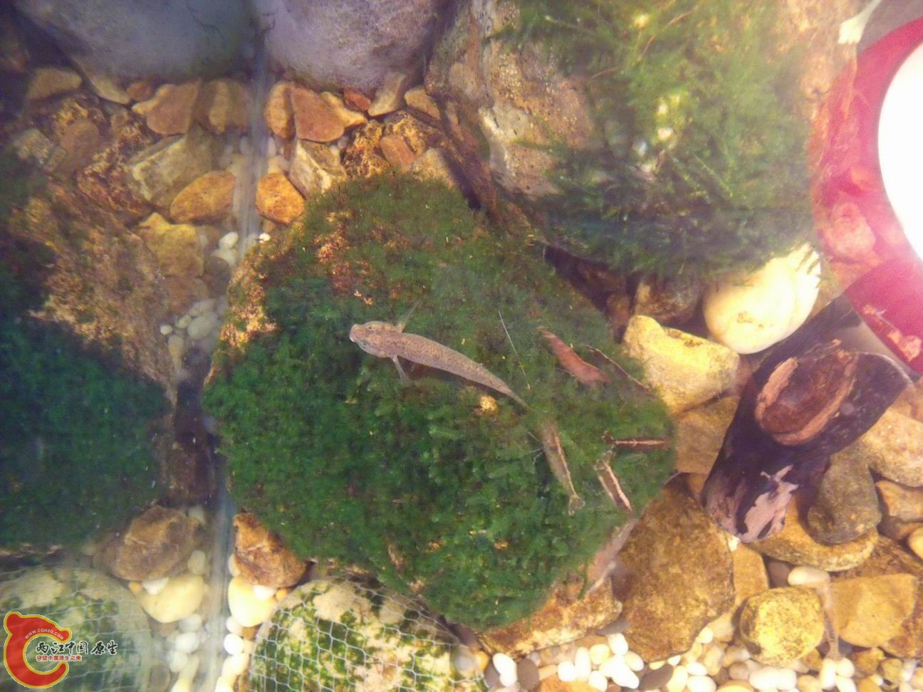 调整大小 DSCF4439.jpg