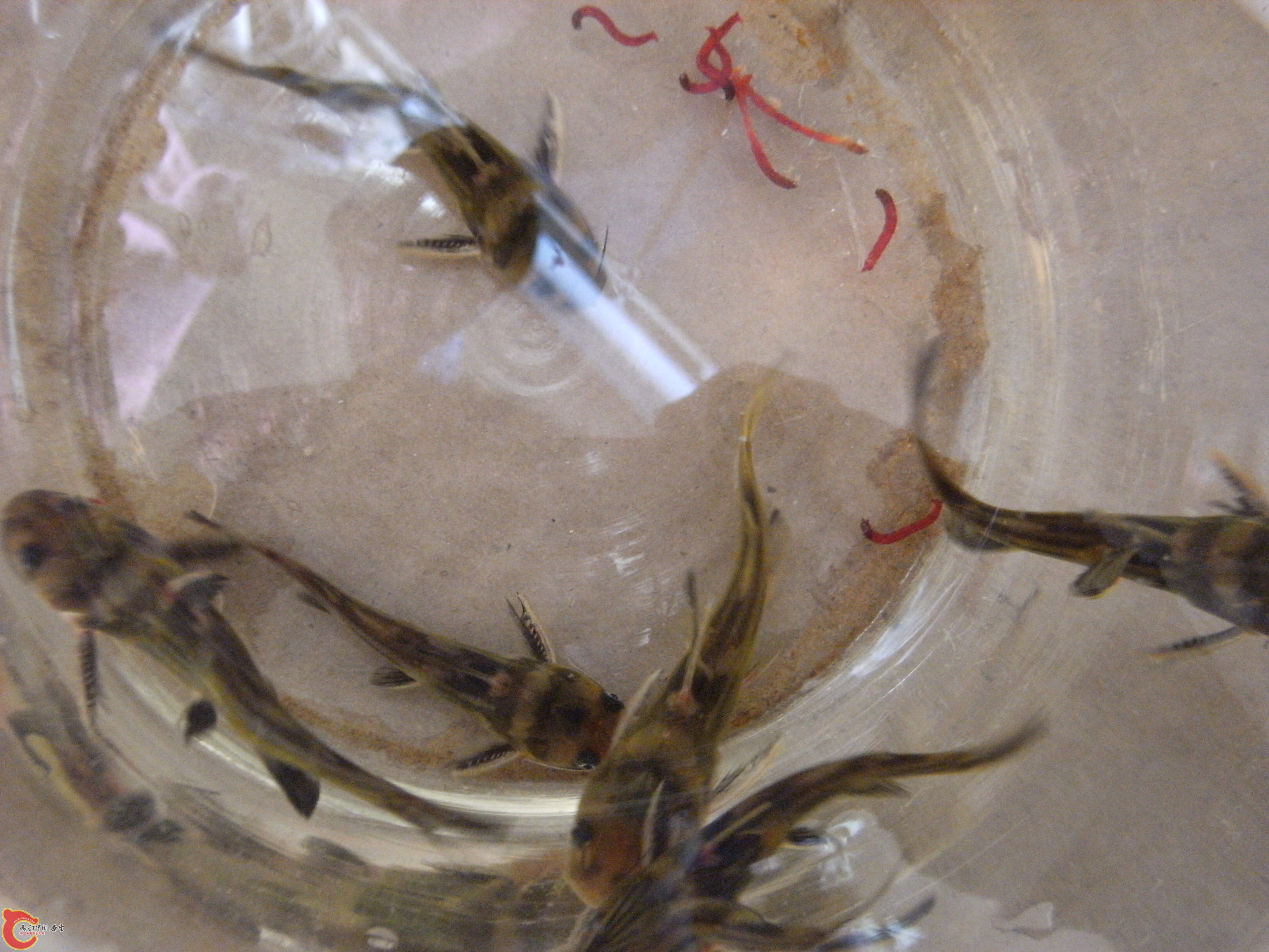 DSCF4574.JPG