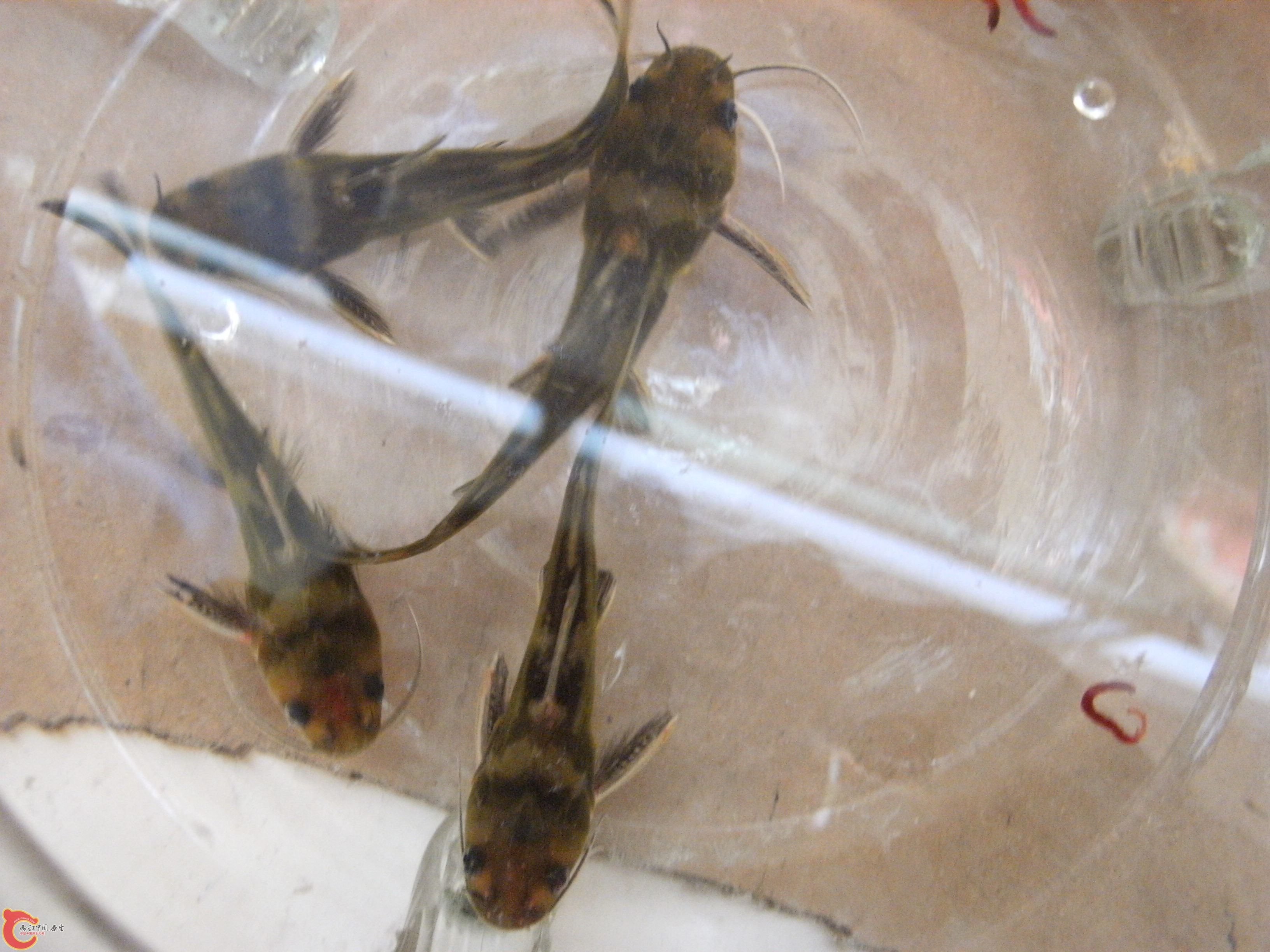 DSCF4578.JPG