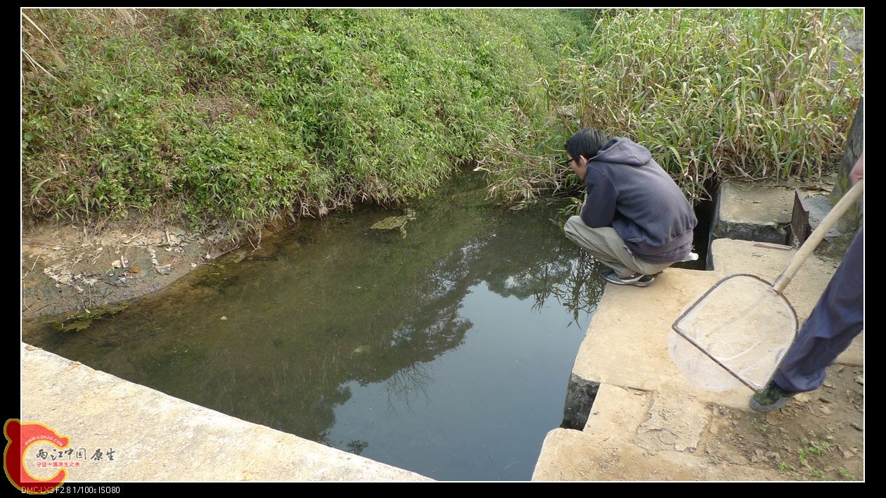 小水闸，好在够小阻不住鱼儿们从水库上来产卵
