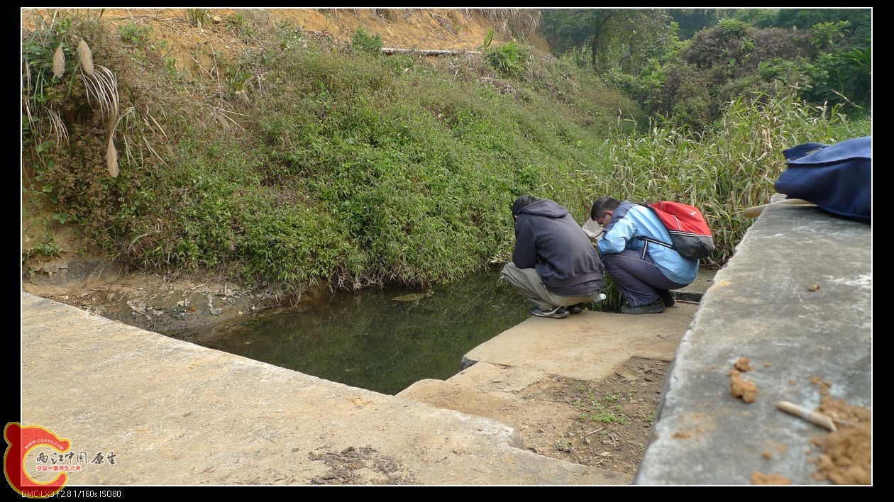 细看一看里面有拟细鲫，巨量吸鳅，溪吻，异鬣
