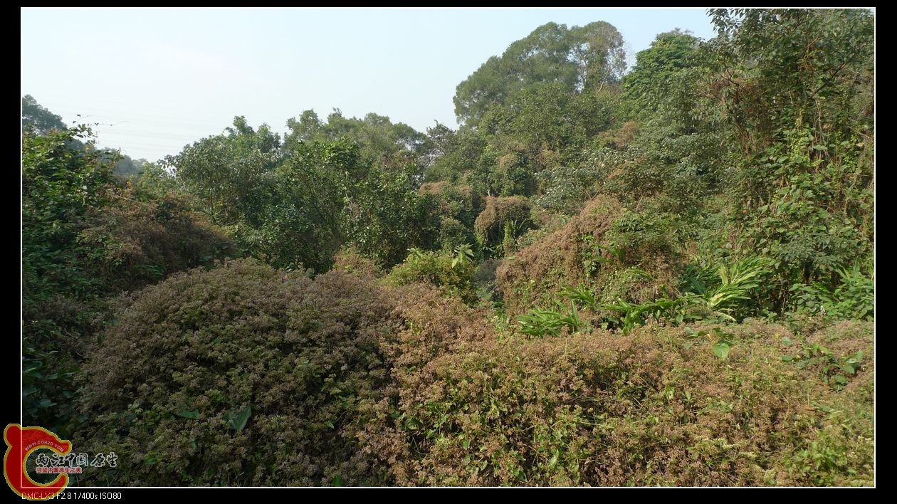 这些草对灌木林应该有一定危害性