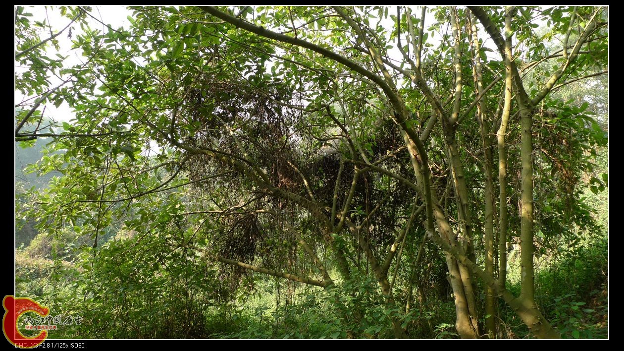 树不多，零零星星