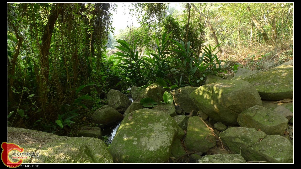 这青苔石头很酷