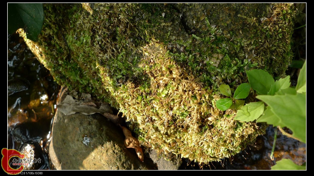 野外MOSS引无数鱼友空流口水