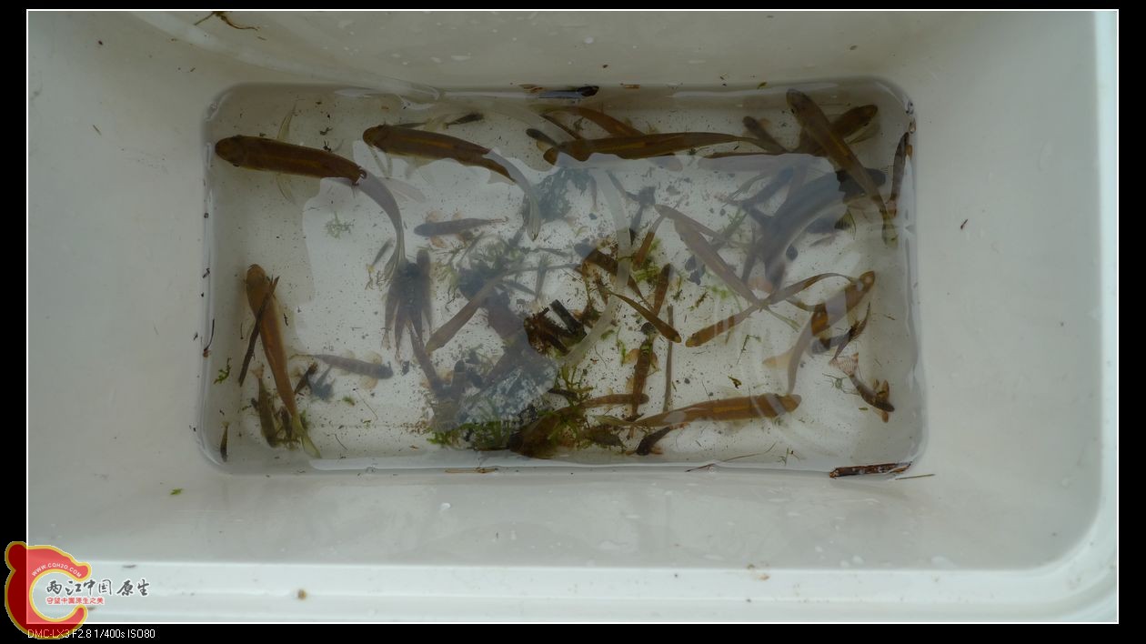 只收了部分收获其它野放了