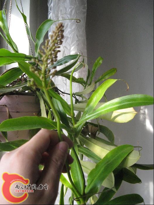 猪笼草2.JPG