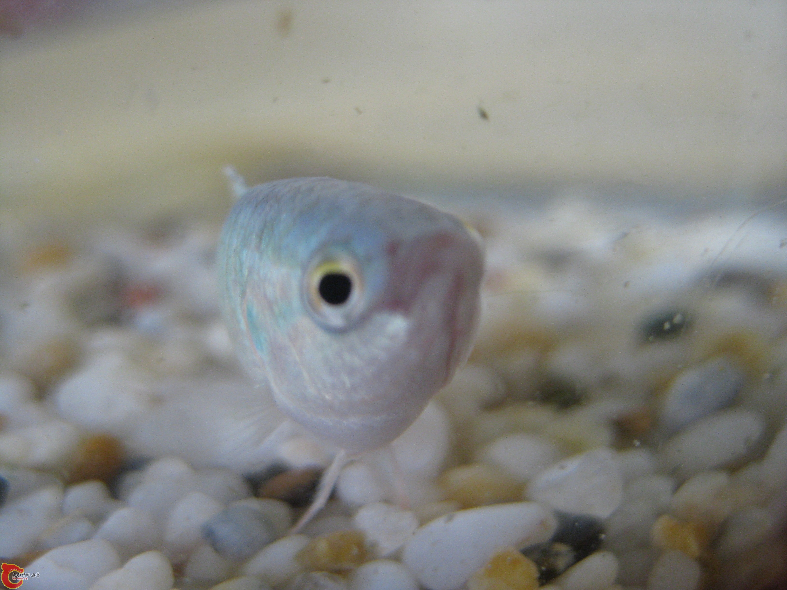 IMG_1055 - 复制.JPG