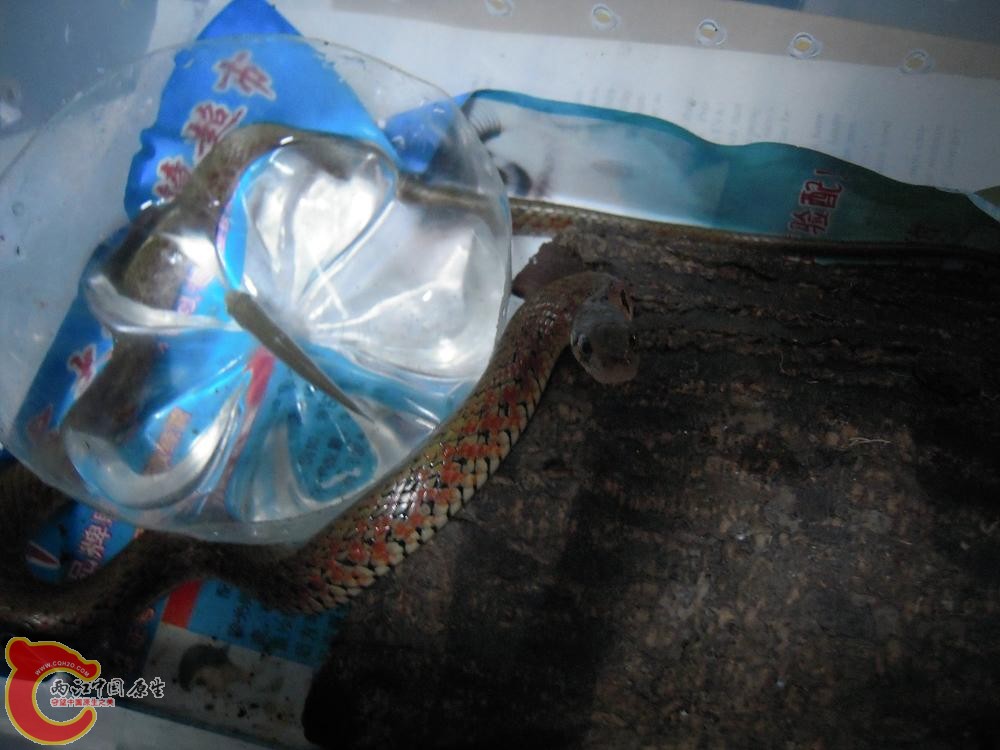 DSCN2816.JPG