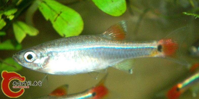 雌魚