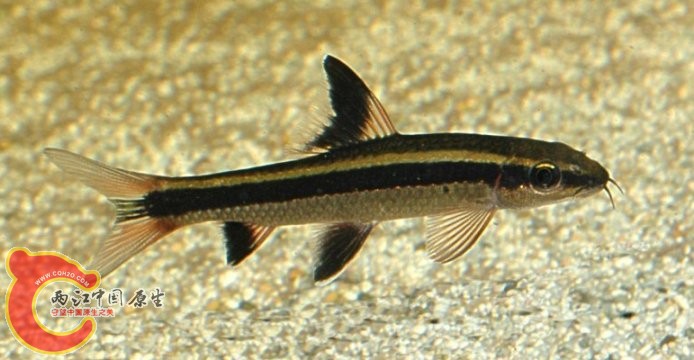Epalzeorhynchus kalopterus（丽鳍角鱼）.jpg