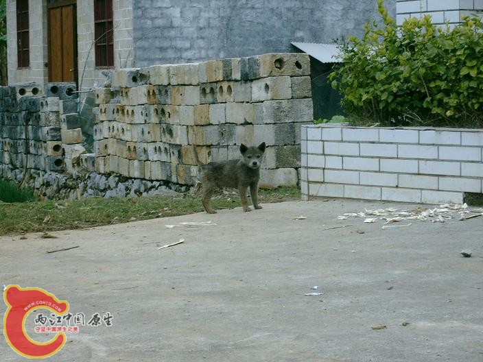 小狗 (1).JPG