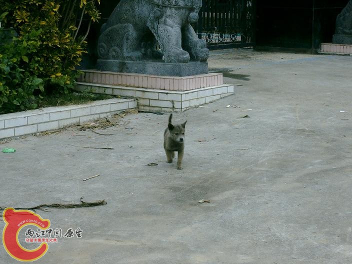 小狗.JPG