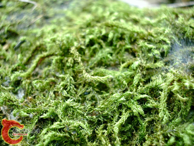 各式各样的MOSS.JPG