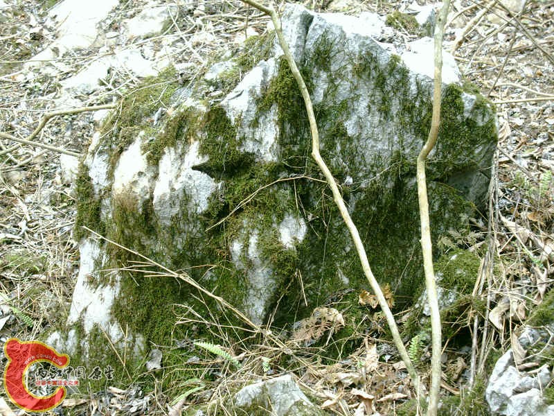 各式各样的MOSS (1).JPG
