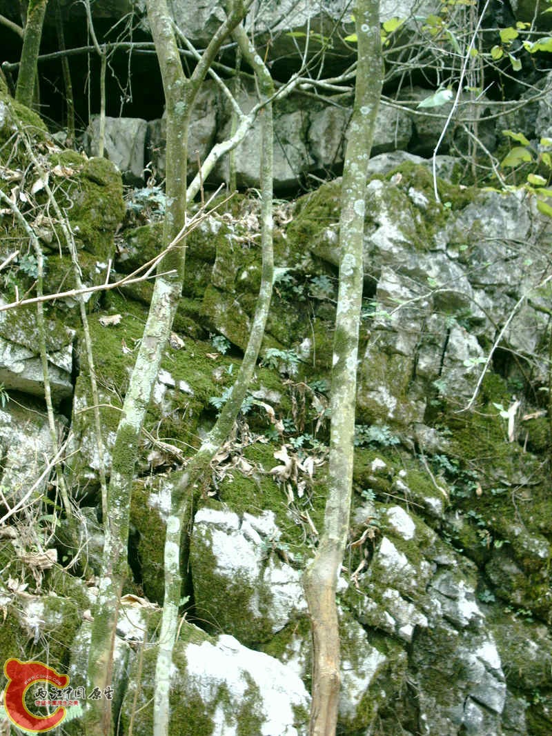 各式各样的MOSS (10).JPG
