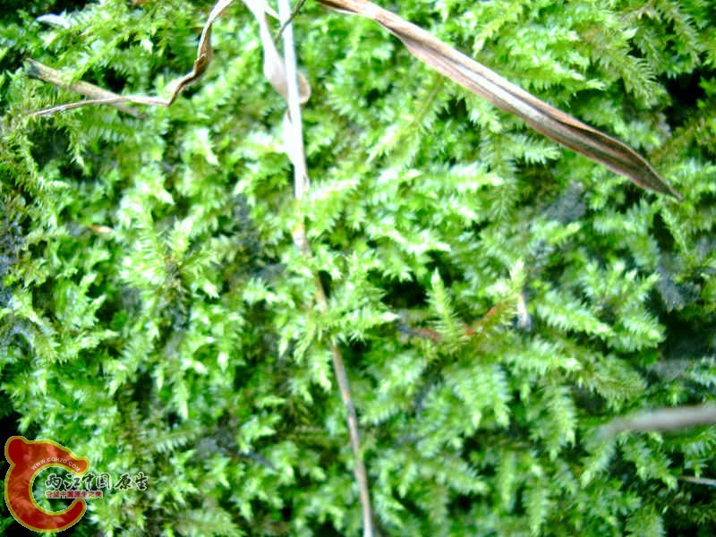 各式各样的MOSS (2).JPG