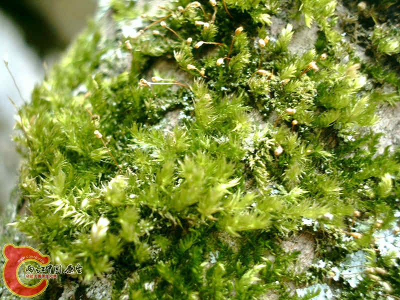 各式各样的MOSS (7).JPG