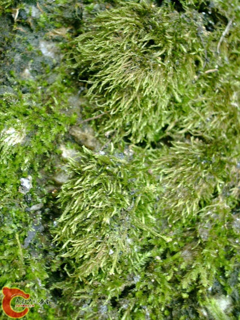 各式各样的MOSS (6).JPG