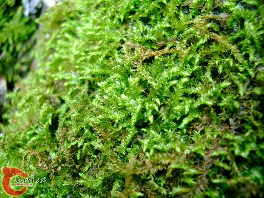 各式各样的MOSS (4).JPG
