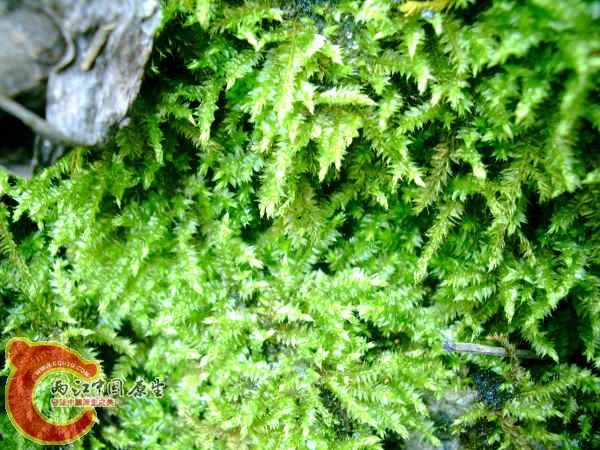 各式各样的MOSS (3).JPG