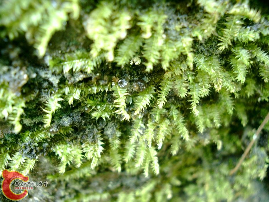 各式各样的MOSS (5).JPG