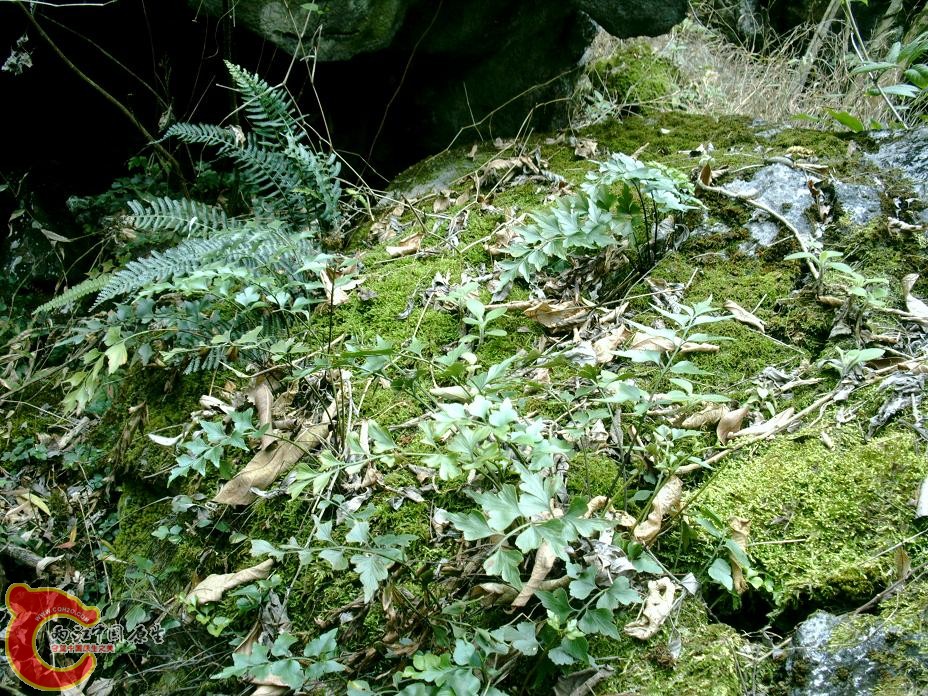 地生蕨类1 (2).JPG