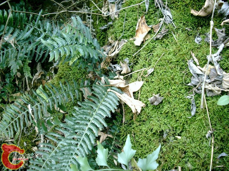 地生蕨类1 (1).JPG