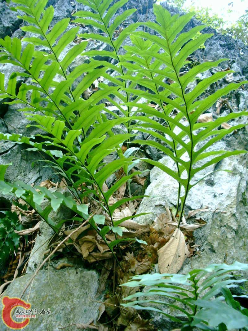 附生蕨类 (2).JPG