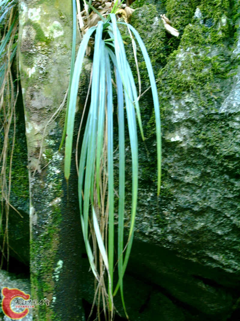 疑似龙须草 (1).JPG