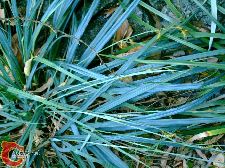 疑似龙须草.JPG