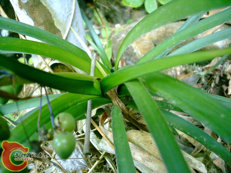 疑似兰花 (1).JPG
