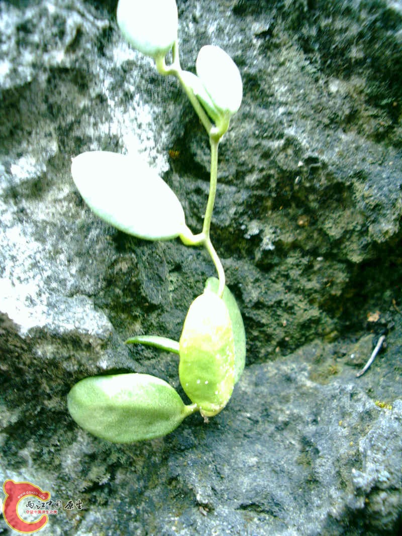 肉叶植物.JPG