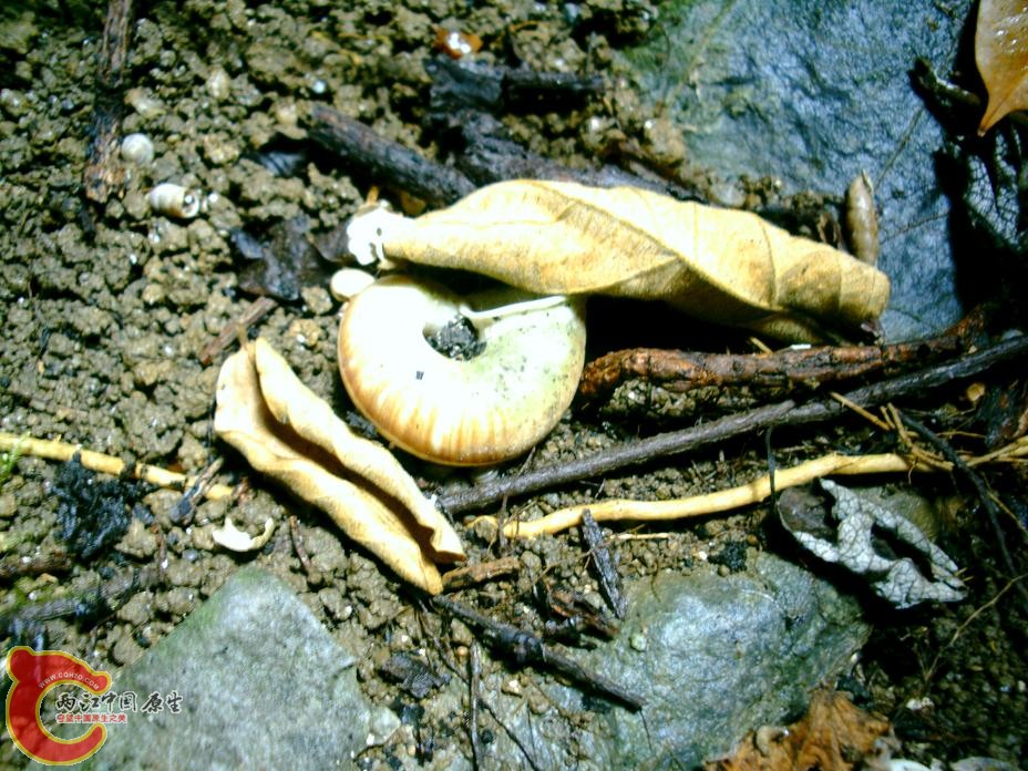 大山蜗牛壳 (2).JPG