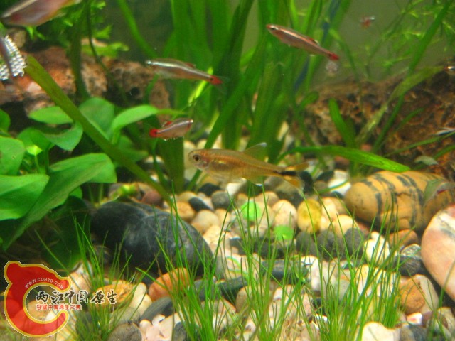 这啥鱼买金丝混进来的